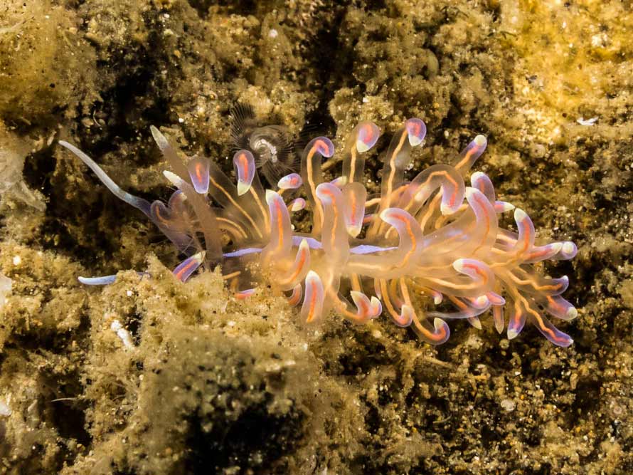 Phyllodesmium opalescens